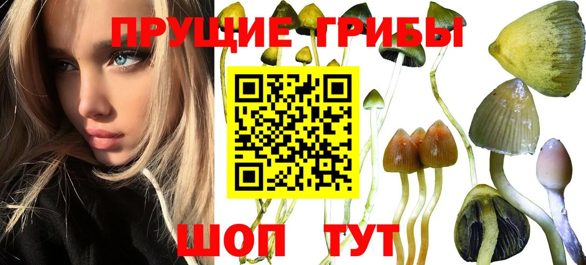 Галлюциногенные грибы мицелий Новозыбков